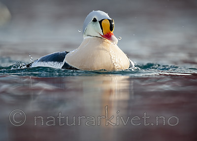 BB 12 0486 / Somateria spectabilis / Praktærfugl